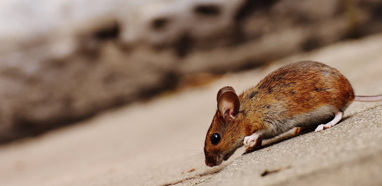 Comment se débarrasser des souris ?