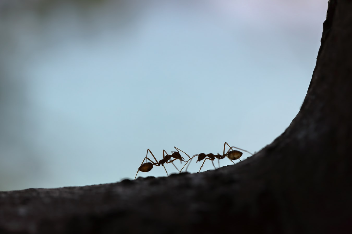 Comment se débarrasser des fourmis